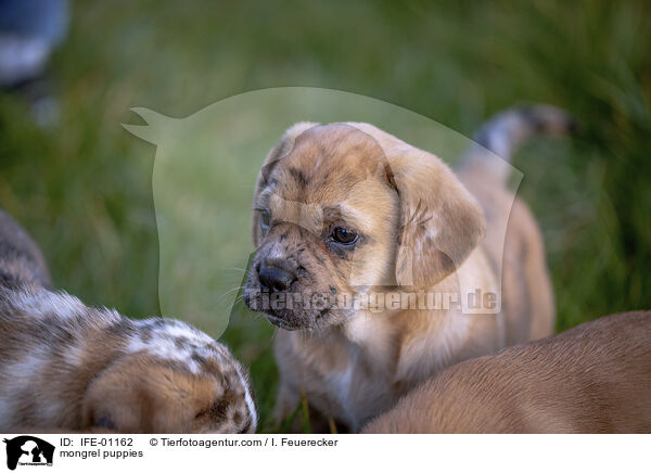 Mischling Welpen / mongrel puppies / IFE-01162