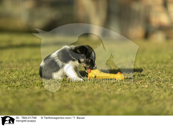 mongrel puppy / TBA-01798
