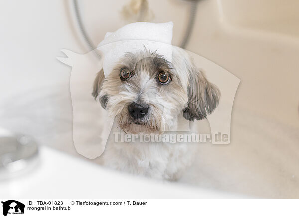 Mischling in der Badewanne / mongrel in bathtub / TBA-01823