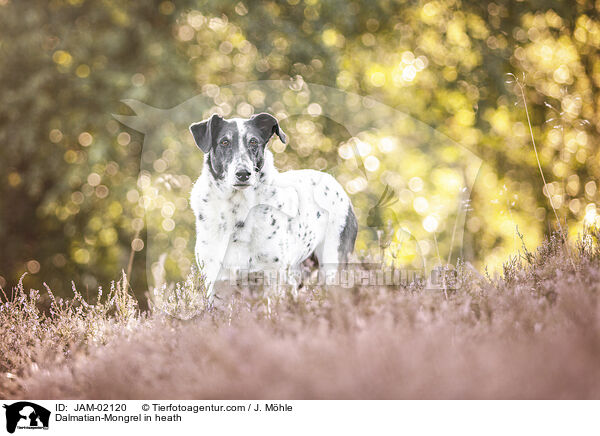 Dalmatiner-Mischling in der Heide / Dalmatian-Mongrel in heath / JAM-02120
