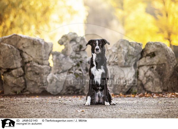Mischling im Herbst / mongrel in autumn / JAM-02140