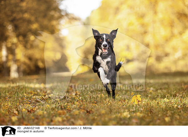 Mischling im Herbst / mongrel in autumn / JAM-02148