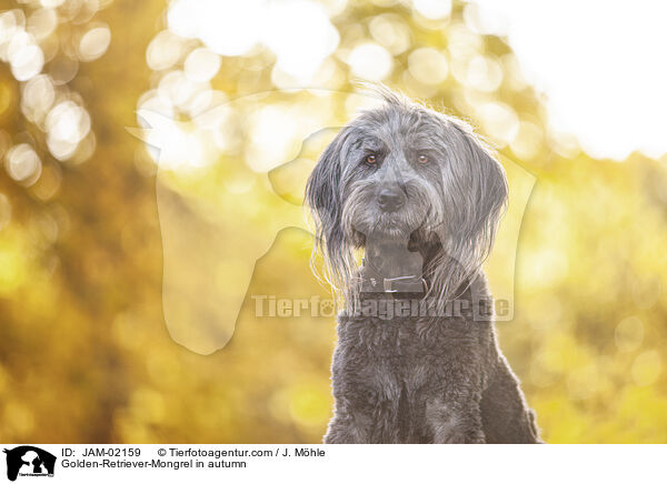 Golden-Retriever-Mischling im Herbst / Golden-Retriever-Mongrel in autumn / JAM-02159