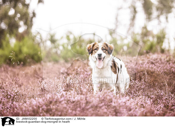 Herdenschutzhund-Mischling in der Heide / livestock-guardian-dog-mongrel in heath / JAM-02200