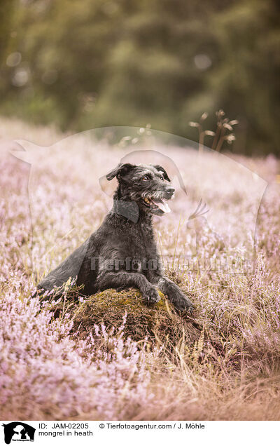Mischling in der Heide / mongrel in heath / JAM-02205