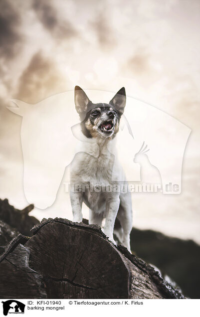 bellender Mischling / barking mongrel / KFI-01940