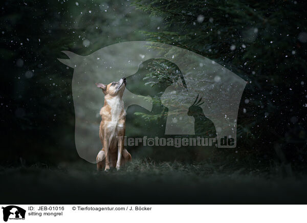 sitzender Mischling / sitting mongrel / JEB-01016