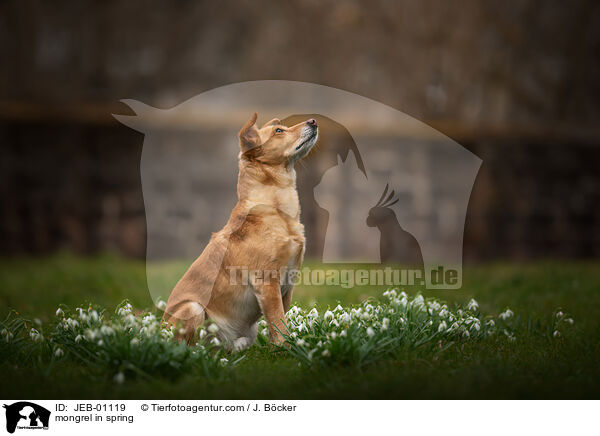 Mischling im Frhling / mongrel in spring / JEB-01119