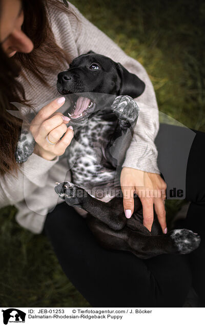 Dalmatian-Rhodesian-Ridgeback Puppy / JEB-01253