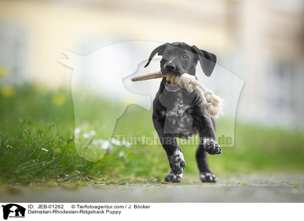 Dalmatiner-Rhodesian-Ridgeback Welpe / Dalmatian-Rhodesian-Ridgeback Puppy / JEB-01262