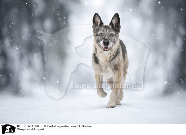 Shepherd-Mongrel / JEB-01586
