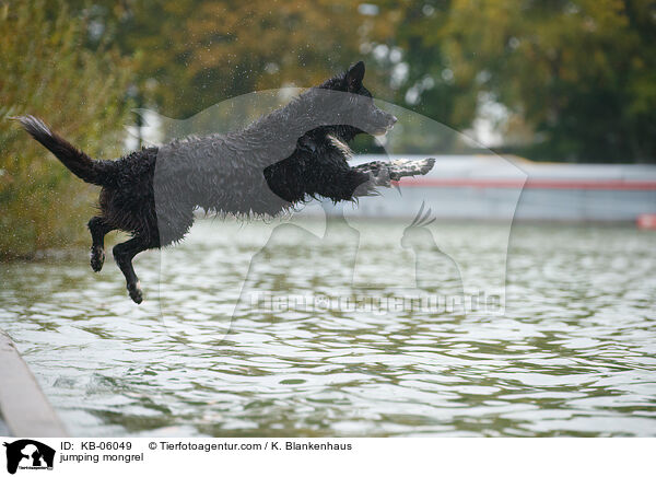 springender Mischling / jumping mongrel / KB-06049
