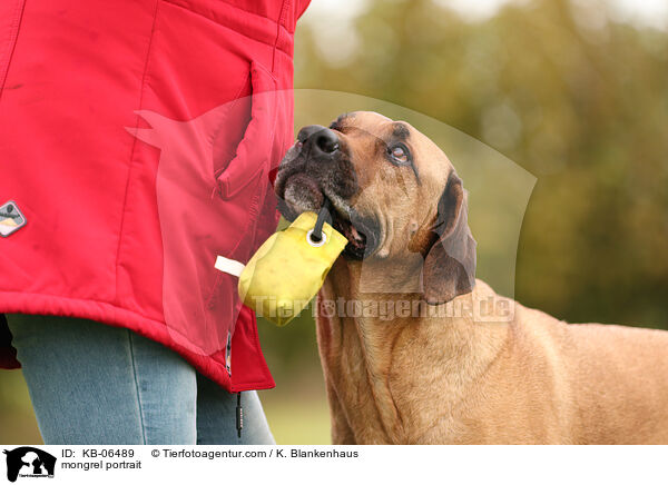 mongrel portrait / KB-06489