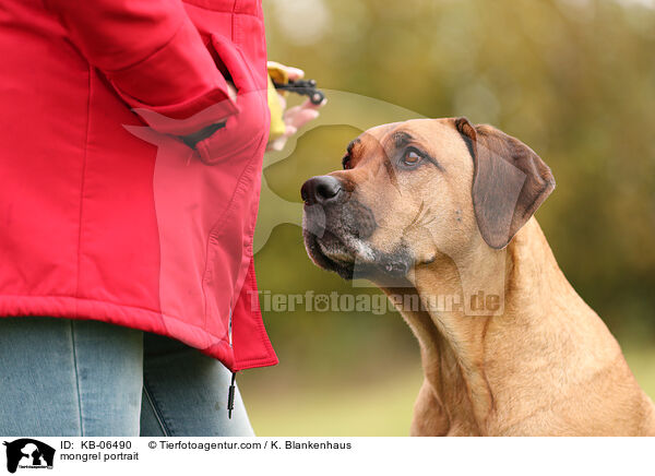 mongrel portrait / KB-06490