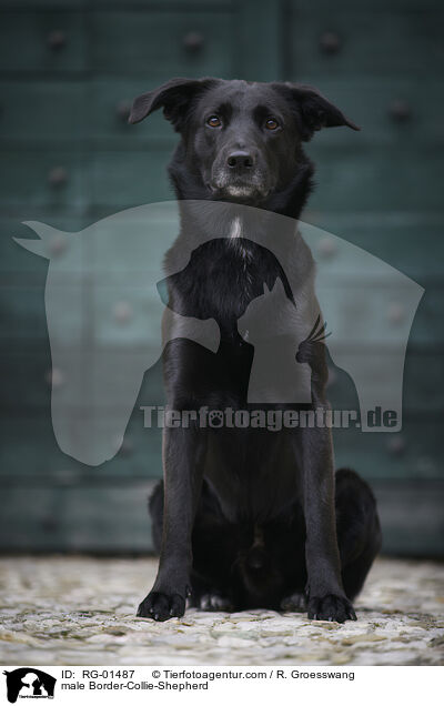 Border-Collie-Schferhund Rde / male Border-Collie-Shepherd / RG-01487