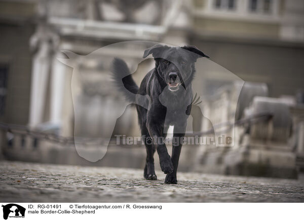 Border-Collie-Schferhund Rde / male Border-Collie-Shepherd / RG-01491