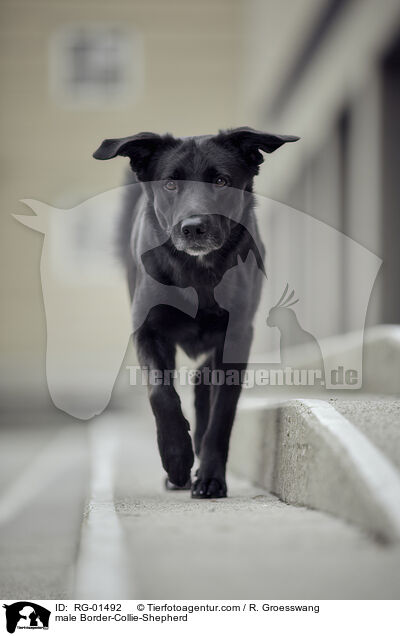Border-Collie-Schferhund Rde / male Border-Collie-Shepherd / RG-01492
