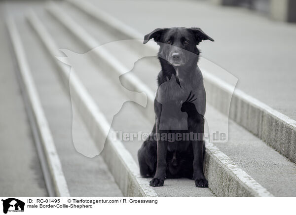 Border-Collie-Schferhund Rde / male Border-Collie-Shepherd / RG-01495