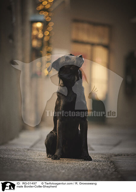 Border-Collie-Schferhund Rde / male Border-Collie-Shepherd / RG-01497