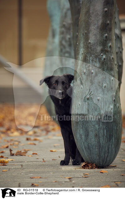 Border-Collie-Schferhund Rde / male Border-Collie-Shepherd / RG-01518