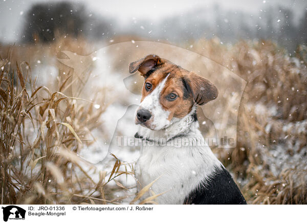 Beagle-Mischling / Beagle-Mongrel / JRO-01336