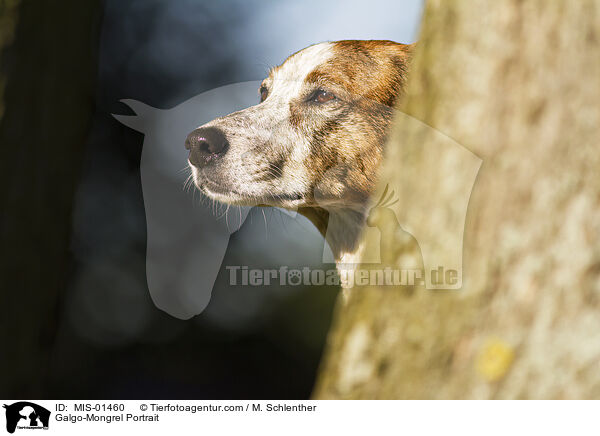 Galgo-Mischling Portrait / Galgo-Mongrel Portrait / MIS-01460