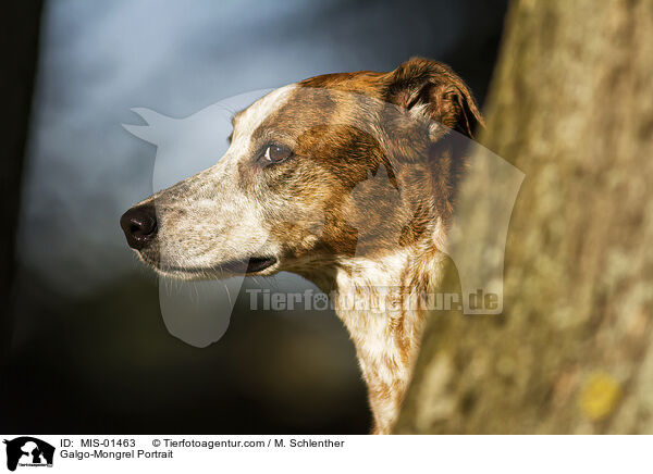 Galgo-Mischling Portrait / Galgo-Mongrel Portrait / MIS-01463