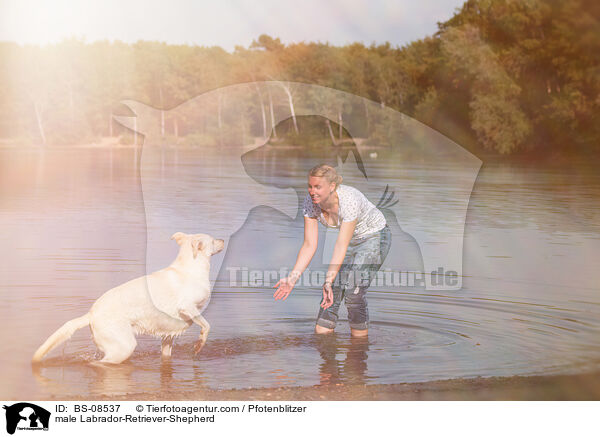 Labrador-Retriever-Schferhund Rde / male Labrador-Retriever-Shepherd / BS-08537