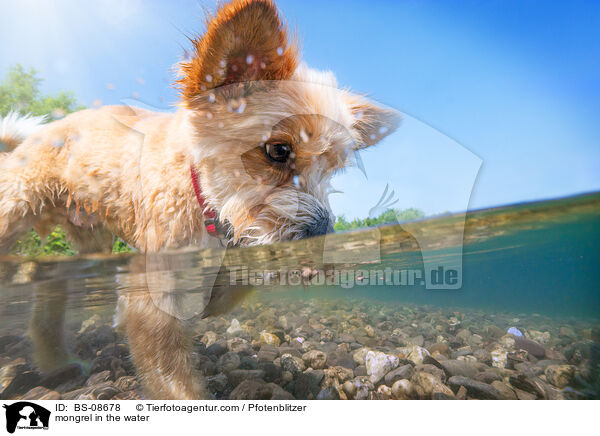 Mischling im Wasser / mongrel in the water / BS-08678