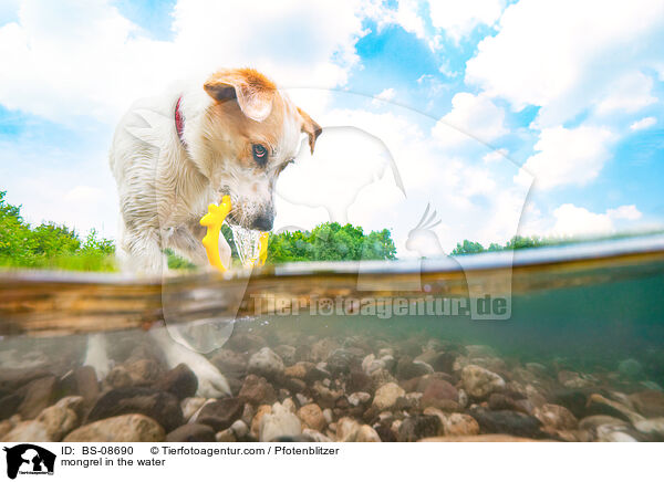 Mischling im Wasser / mongrel in the water / BS-08690