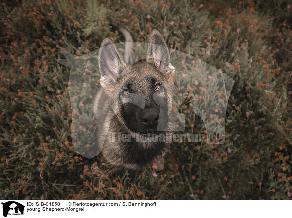 junger Schferhund-Mischling / young Shepherd-Mongrel / SIB-01850