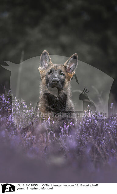 junger Schferhund-Mischling / young Shepherd-Mongrel / SIB-01855