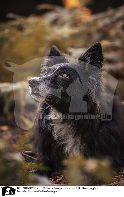 Border-Collie-Mischling Hndin / female Border-Collie-Mongrel / SIB-02039