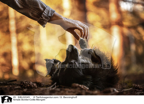 Border-Collie-Mischling Hndin / female Border-Collie-Mongrel / SIB-02045