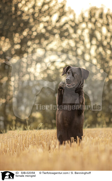 female mongrel / SIB-02058