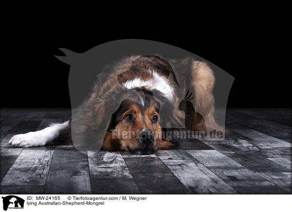 liegender Australian-Shepherd-Mix / lying Australian-Shepherd-Mongrel / MW-24165