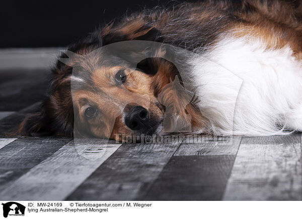 liegender Australian-Shepherd-Mix / lying Australian-Shepherd-Mongrel / MW-24169