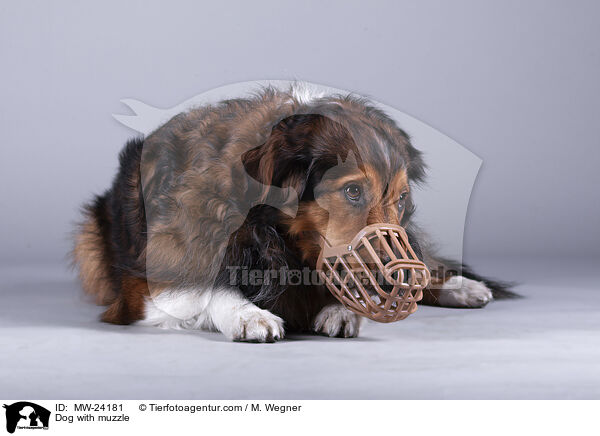 Hund mit Maulkorb / Dog with muzzle / MW-24181