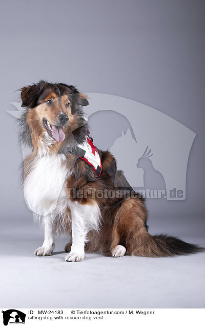 sitzender Hund mit Rettungshundweste / sitting dog with rescue dog vest / MW-24183