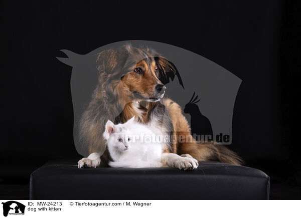 Hund und Ktzchen / dog with kitten / MW-24213