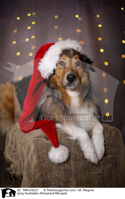 liegender Australian-Shepherd-Mix / lying Australian-Shepherd-Mongrel / MW-24221