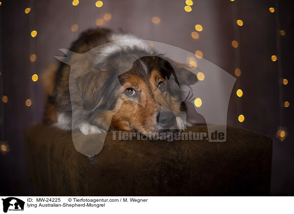 liegender Australian-Shepherd-Mix / lying Australian-Shepherd-Mongrel / MW-24225