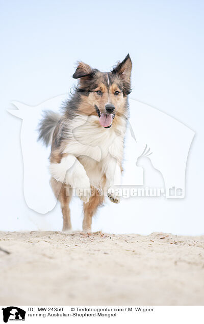 running Australian-Shepherd-Mongrel / MW-24350