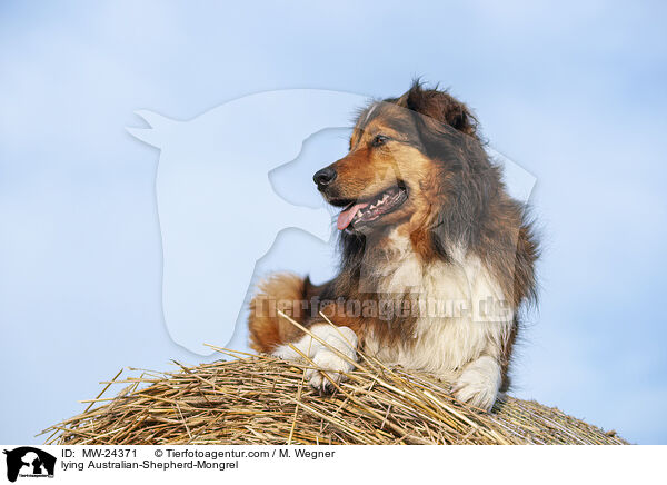 liegender Australian-Shepherd-Mix / lying Australian-Shepherd-Mongrel / MW-24371