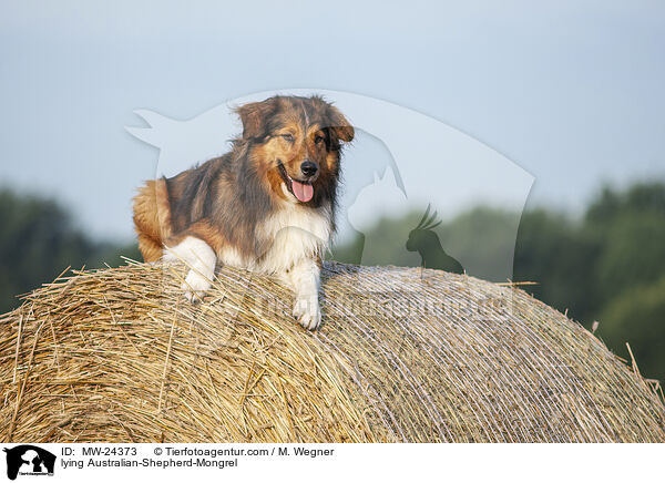 liegender Australian-Shepherd-Mix / lying Australian-Shepherd-Mongrel / MW-24373
