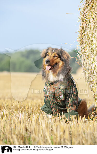 sitzender Australian-Shepherd-Mix / sitting Australian-Shepherd-Mongrel / MW-24404