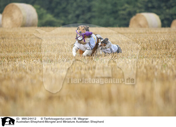 Australian-Shepherd-Mongrel and Miniature Australian Shepherd / MW-24412