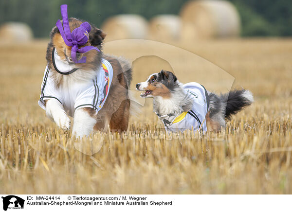 Australian-Shepherd-Mongrel and Miniature Australian Shepherd / MW-24414