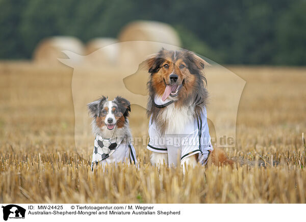 Australian-Shepherd-Mix und Miniature Australian Shepherd / Australian-Shepherd-Mongrel and Miniature Australian Shepherd / MW-24425