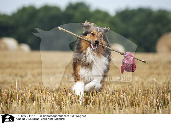 rennender Australian-Shepherd-Mix / running Australian-Shepherd-Mongrel / MW-24446